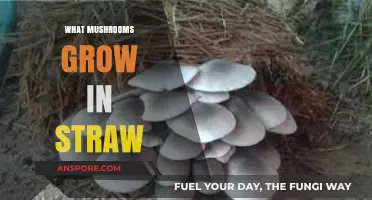 Discovering Edible and Medicinal Mushrooms That Thrive in Straw Beds