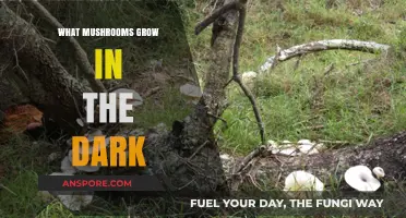 Exploring Mushrooms That Thrive in Darkness: A Guide to Nocturnal Fungi