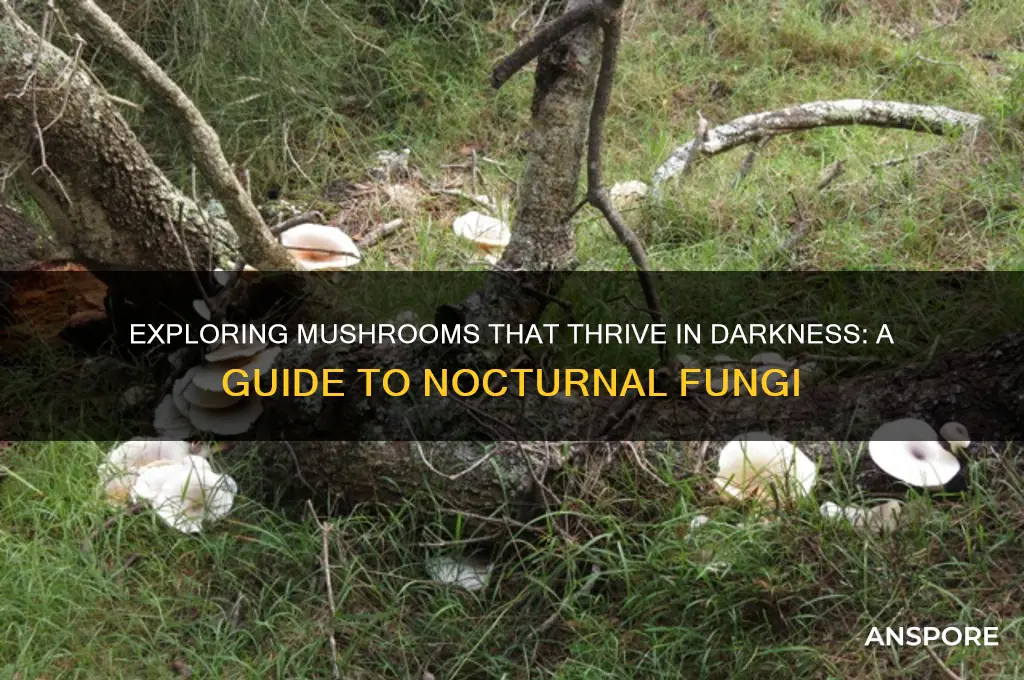 what mushrooms grow in the dark