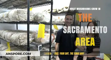 Discovering Sacramento's Fungal Treasures: A Guide to Local Mushrooms