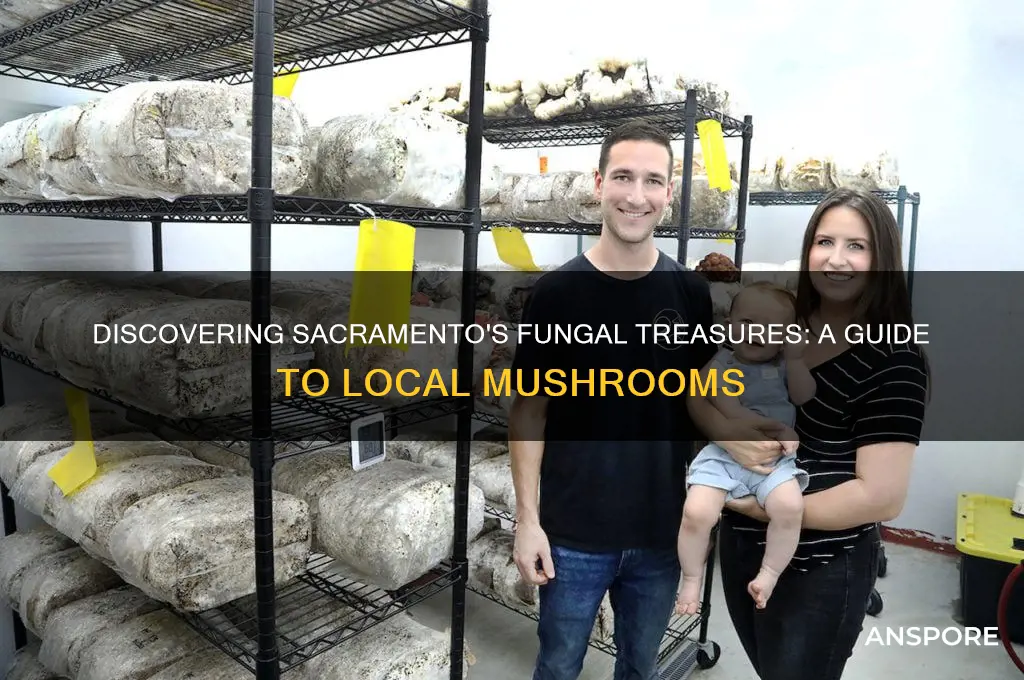 what mushrooms grow in the sacramento area