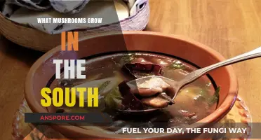 Southern Mushroom Varieties: Exploring Fungi That Thrive in Warm Climates