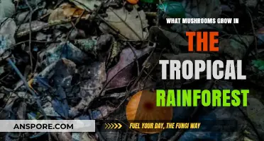 Exploring Vibrant Fungi: Tropical Rainforest Mushrooms and Their Unique Habitats