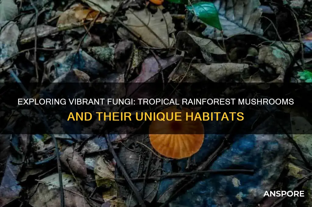 what mushrooms grow in the tropical rainforest