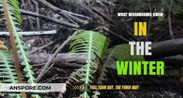 Winter Wonders: Discovering Mushrooms That Thrive in Cold Seasons