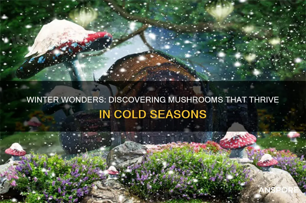 what mushrooms grow in the winter