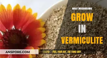 Mushroom Cultivation in Vermiculite: Best Species to Grow