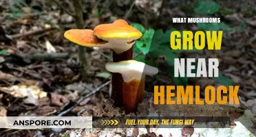 Identifying Mushrooms Growing Near Hemlock Trees: A Comprehensive Guide