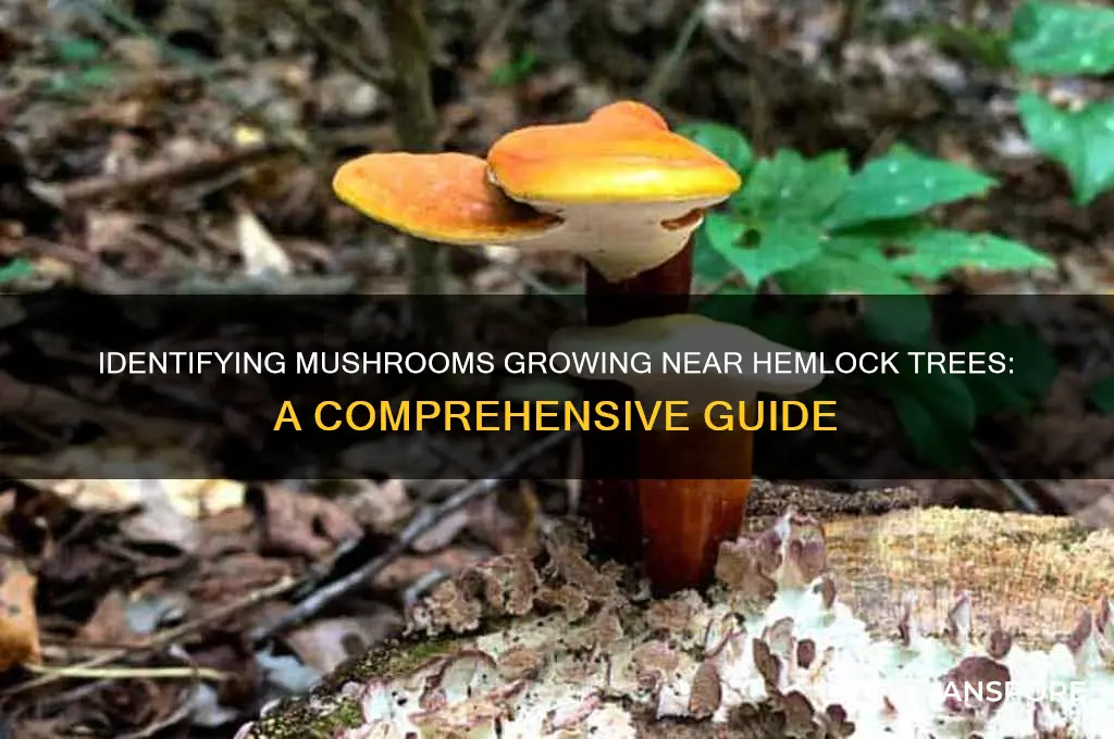 what mushrooms grow near hemlock