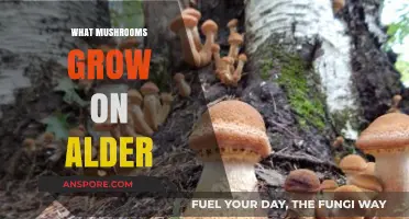 Discovering Alder-Loving Mushrooms: Species That Thrive on Alder Trees