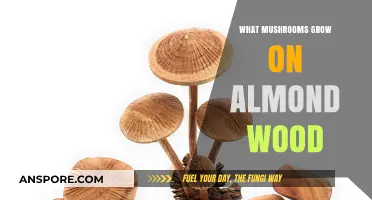 Discovering Mushrooms That Thrive on Almond Wood: A Mycological Guide