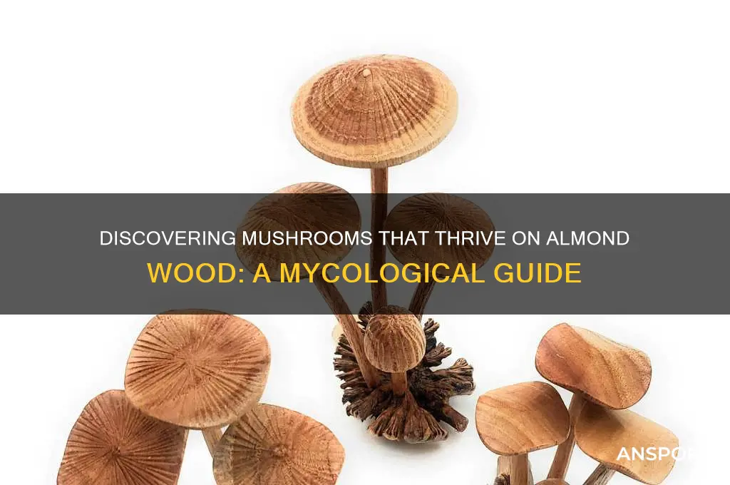what mushrooms grow on almond wood