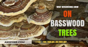 Discovering Mushrooms That Thrive on Basswood Trees: A Fungal Guide