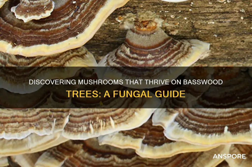 what mushrooms grow on basswood trees