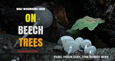 Discovering Beech Tree Mushrooms: Species, Identification, and Habitat Insights