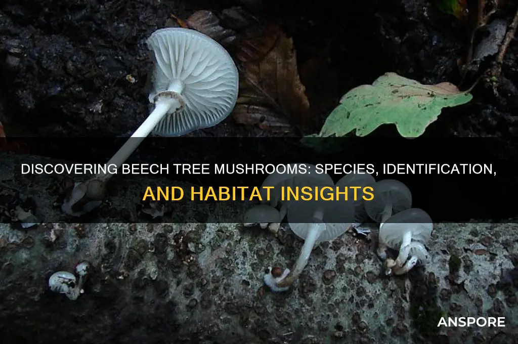 what mushrooms grow on beech trees