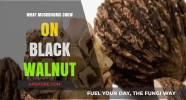 Mushrooms Thriving on Black Walnut Trees: A Comprehensive Guide