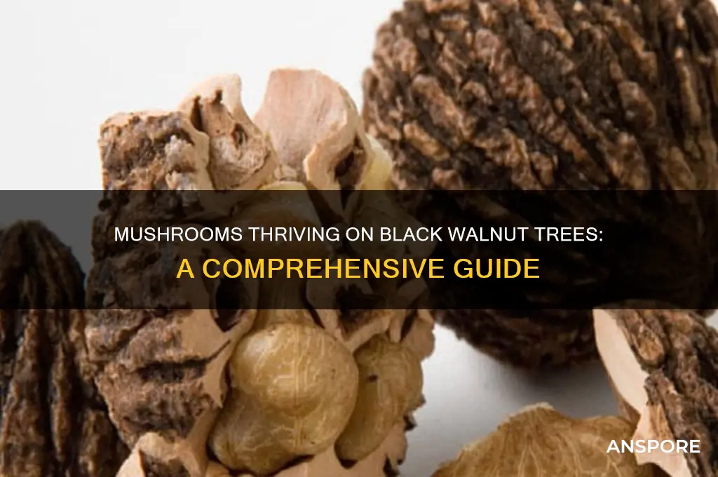 what mushrooms grow on black walnut