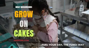 Unusual Fungi: Exploring Mushrooms That Surprisingly Grow on Cakes