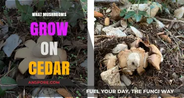 Discovering Cedar-Loving Mushrooms: Species Growing on Cedar Trees