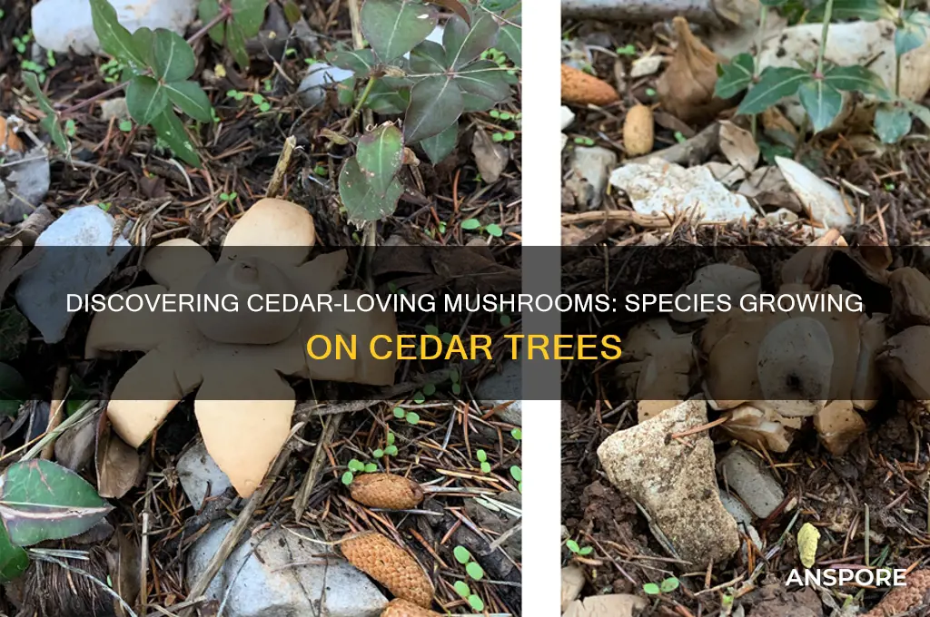 what mushrooms grow on cedar