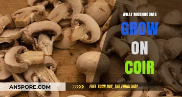 Discovering Mushrooms That Thrive on Coir Substrates: A Comprehensive Guide