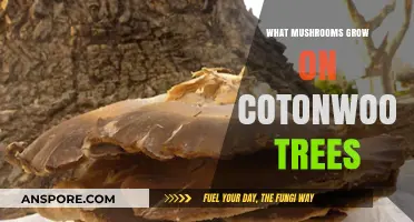 Discovering Mushrooms Thriving on Cottonwood Trees: A Fungal Exploration