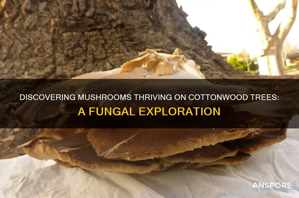 what mushrooms grow on cotonwood trees