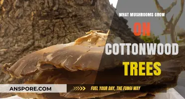 Discovering Fungi: Mushrooms Thriving on Cottonwood Trees Explained