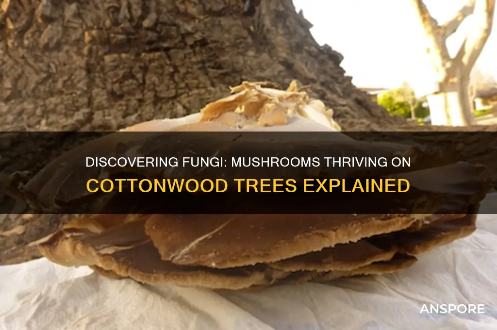 what mushrooms grow on cottonwood trees