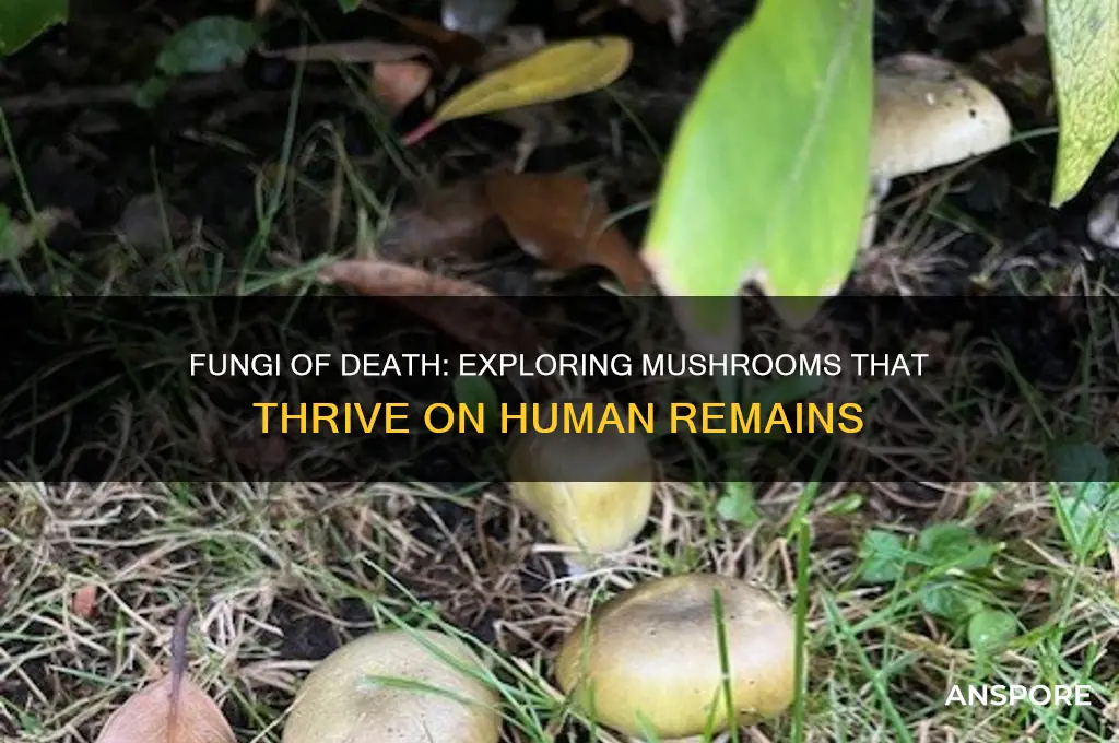 what mushrooms grow on dead bodies