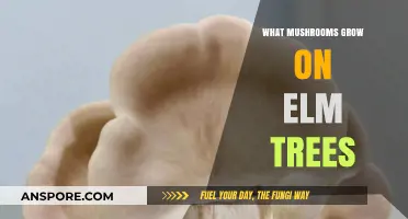 Discovering Elm Tree Mushrooms: Species, Growth, and Ecological Significance