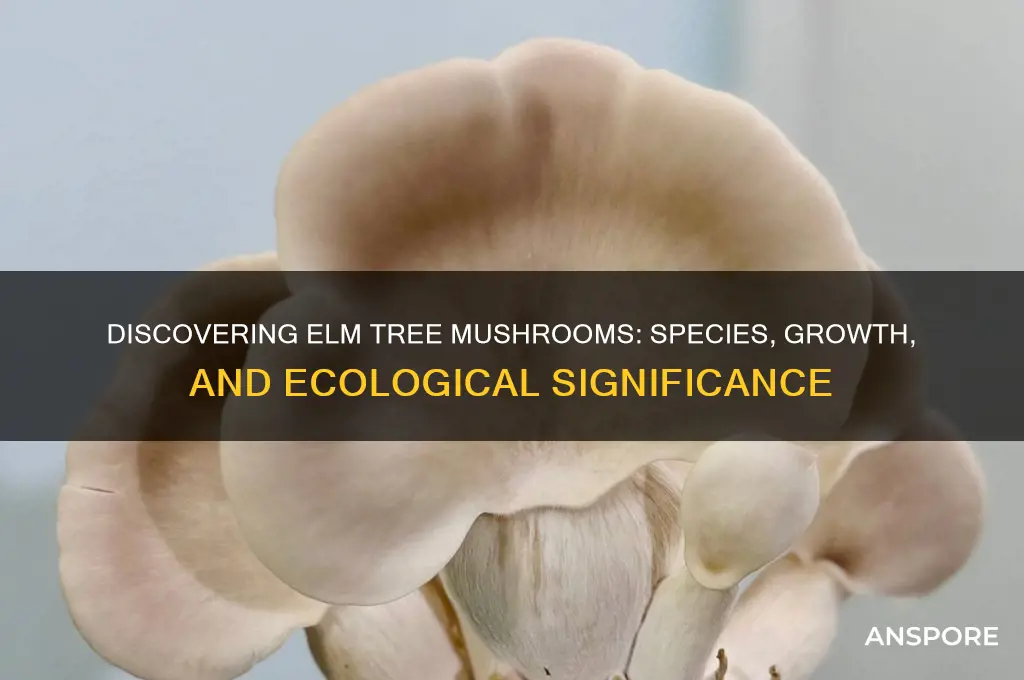 what mushrooms grow on elm trees