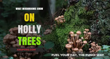 Discovering Mushrooms That Thrive on Holly Trees: A Fungal Guide