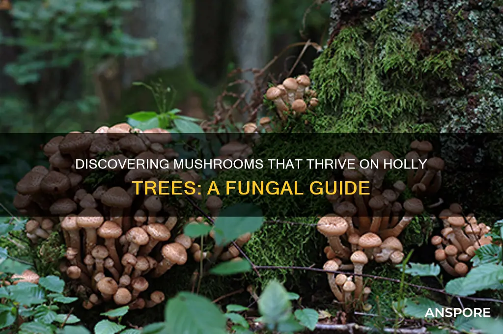 what mushrooms grow on holly trees
