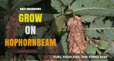 Discovering Mushrooms That Thrive on Hophornbeam Trees: A Guide