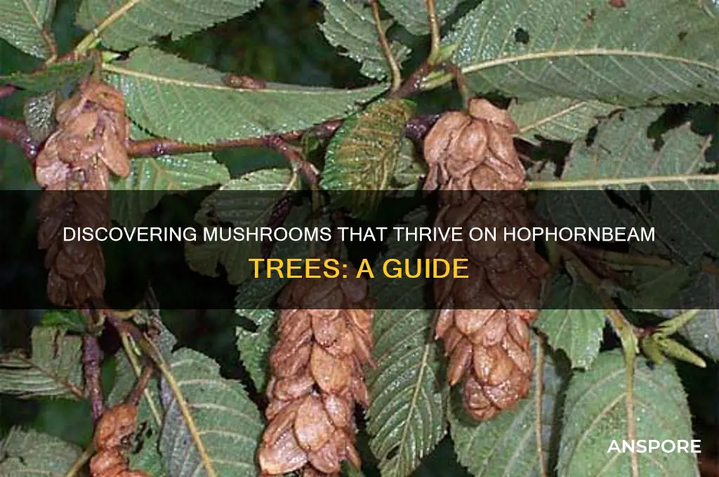 what mushrooms grow on hophornbeam