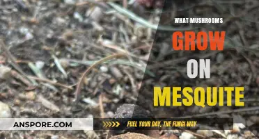 Discovering Mesquite-Loving Mushrooms: A Guide to Their Growth and Habitat