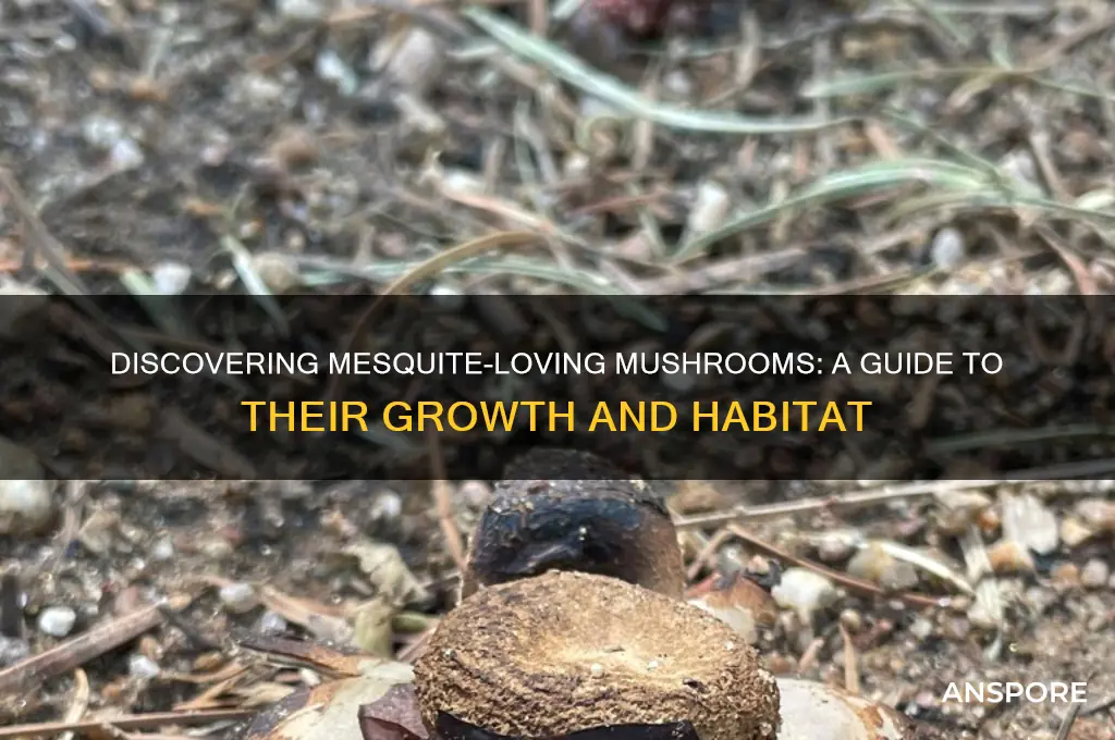 what mushrooms grow on mesquite