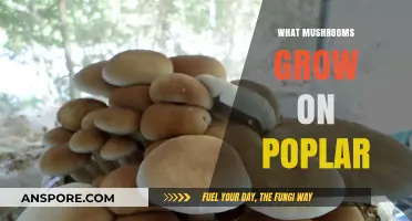 Discovering Mushrooms That Thrive on Poplar Trees: A Fungal Guide