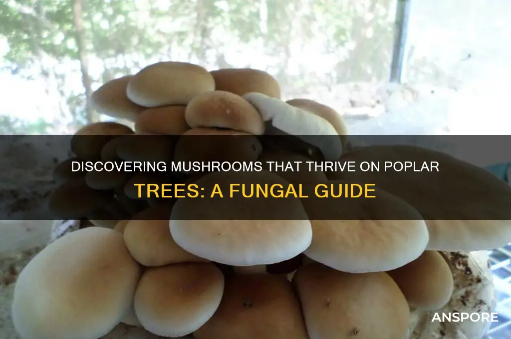 what mushrooms grow on poplar