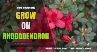 Mushrooms Growing on Rhododendron: A Guide to Common Species
