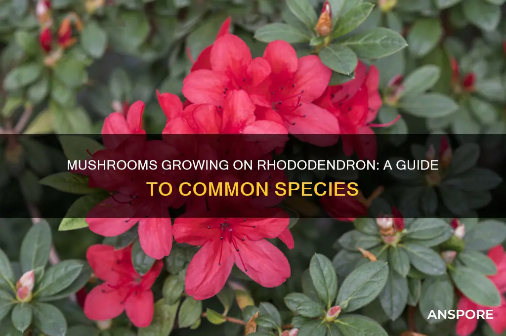 what mushrooms grow on rhododendron