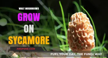 Discovering Sycamore-Loving Mushrooms: Species, Growth, and Identification Guide