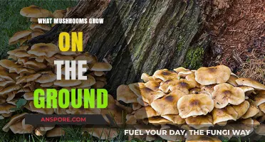 Discovering Ground-Dwelling Mushrooms: Types, Identification, and Habitat Insights