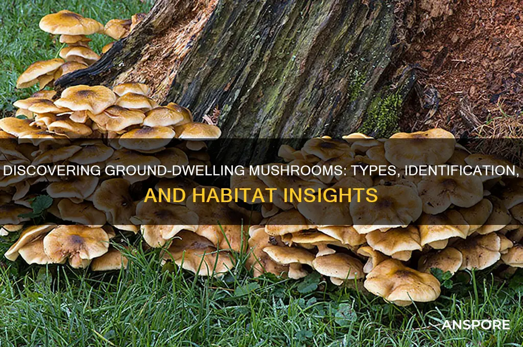 what mushrooms grow on the ground