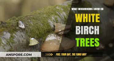 Discovering Mushrooms That Thrive on White Birch Trees: A Guide