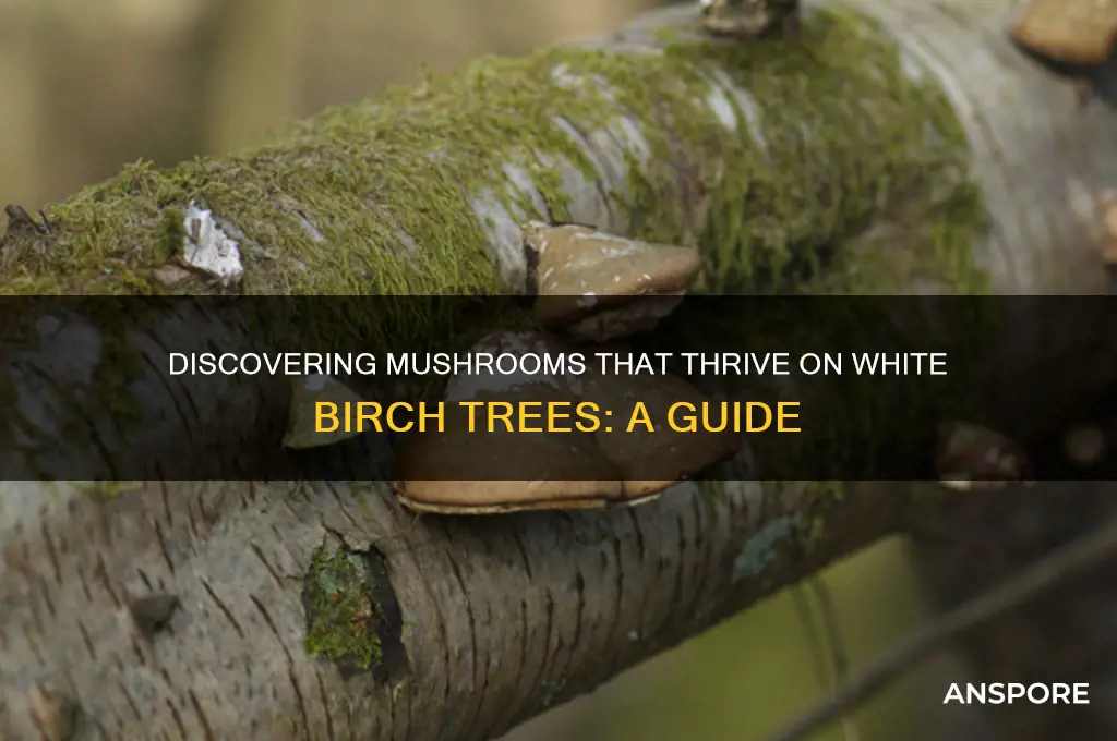 what mushrooms grow on white birch trees