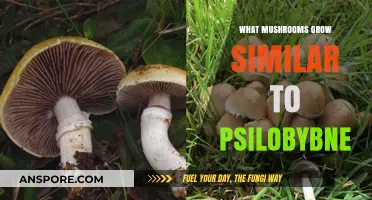 Exploring Psilocybin Look-Alikes: Identifying Similar Mushroom Species Safely