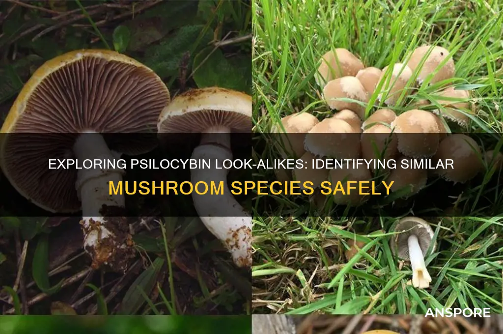 what mushrooms grow similar to psilobybne